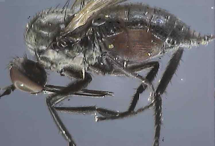 Empididae 1